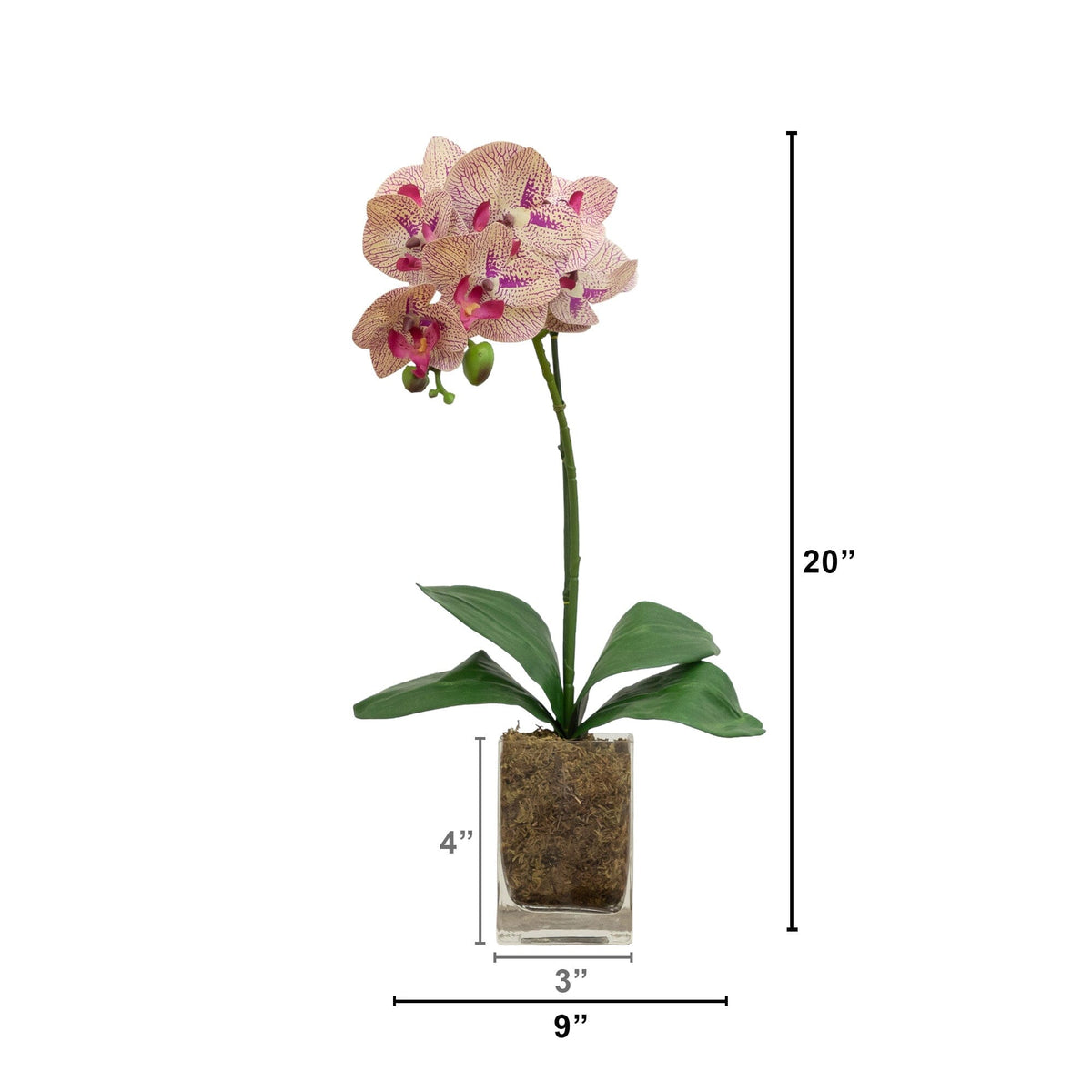 20” Orchid Phalaenopsis in vase