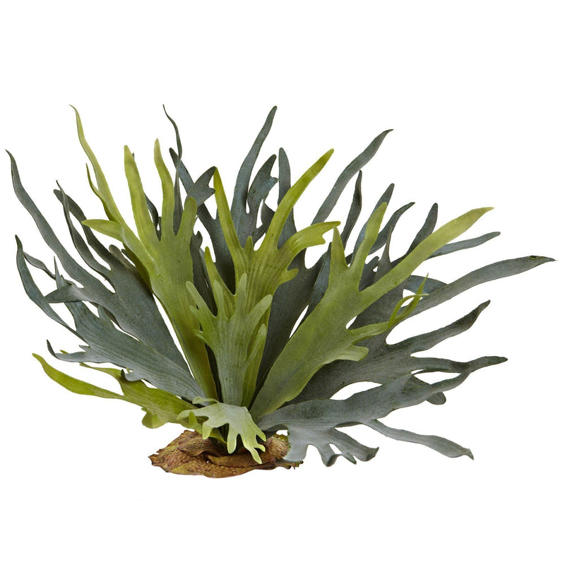 21” Staghorn Fern (Set of 2)