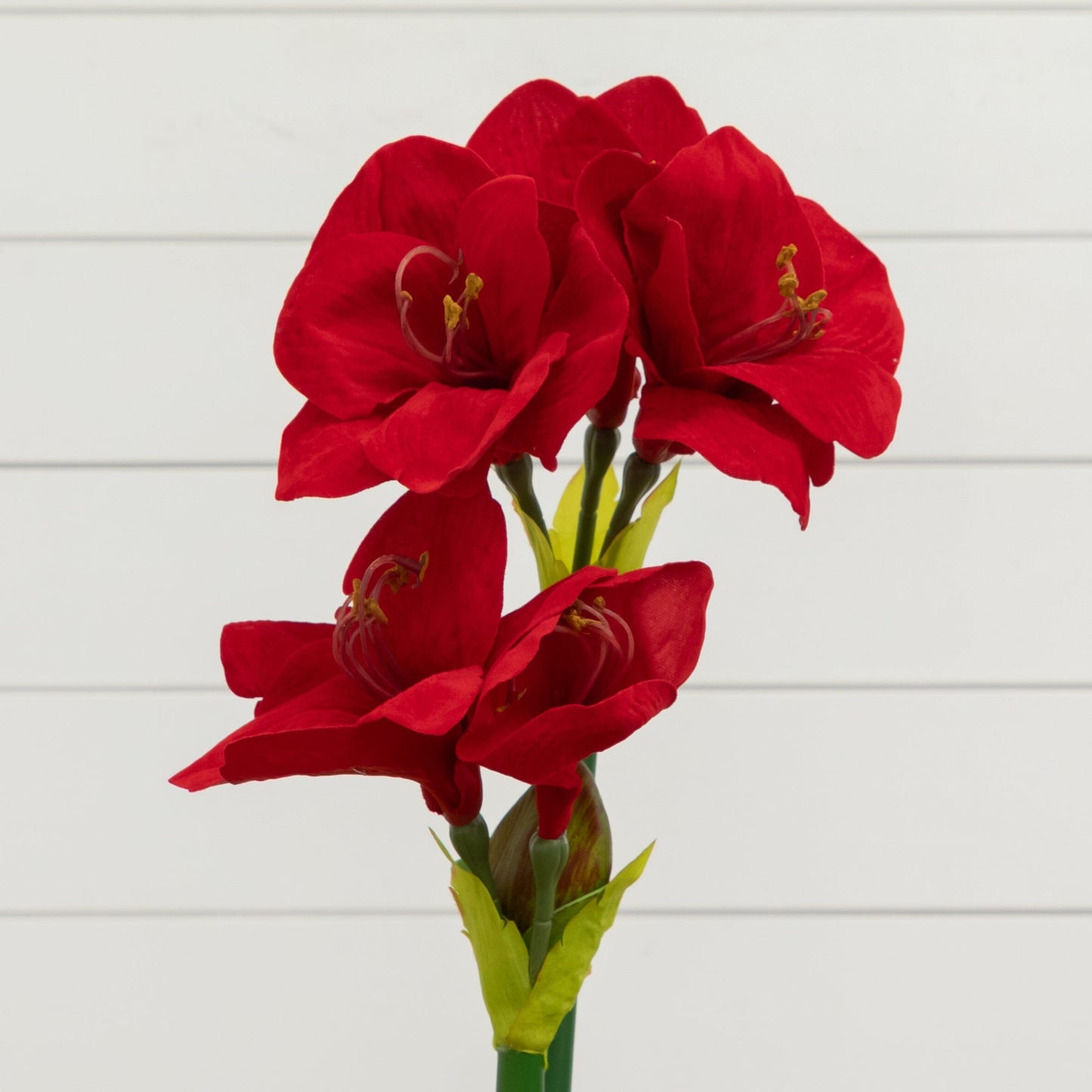 24” Amaryllis w/Vase