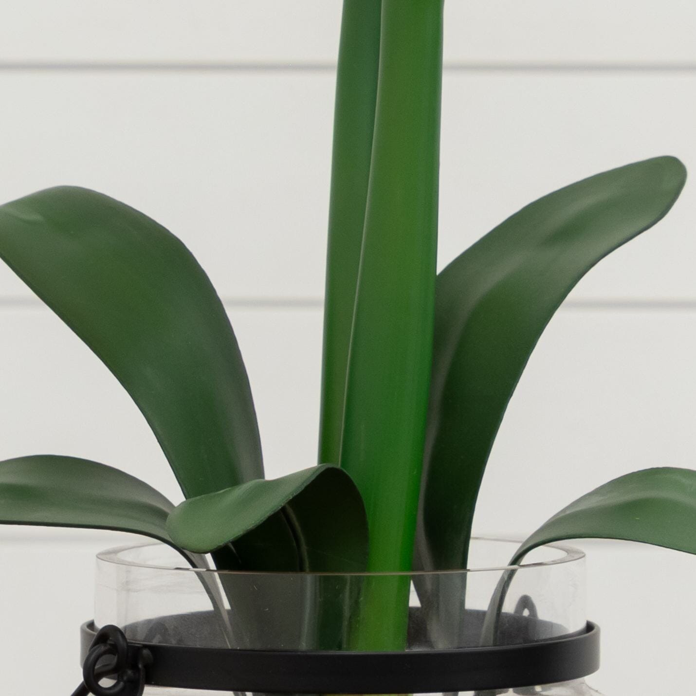 24” Amaryllis w/Vase