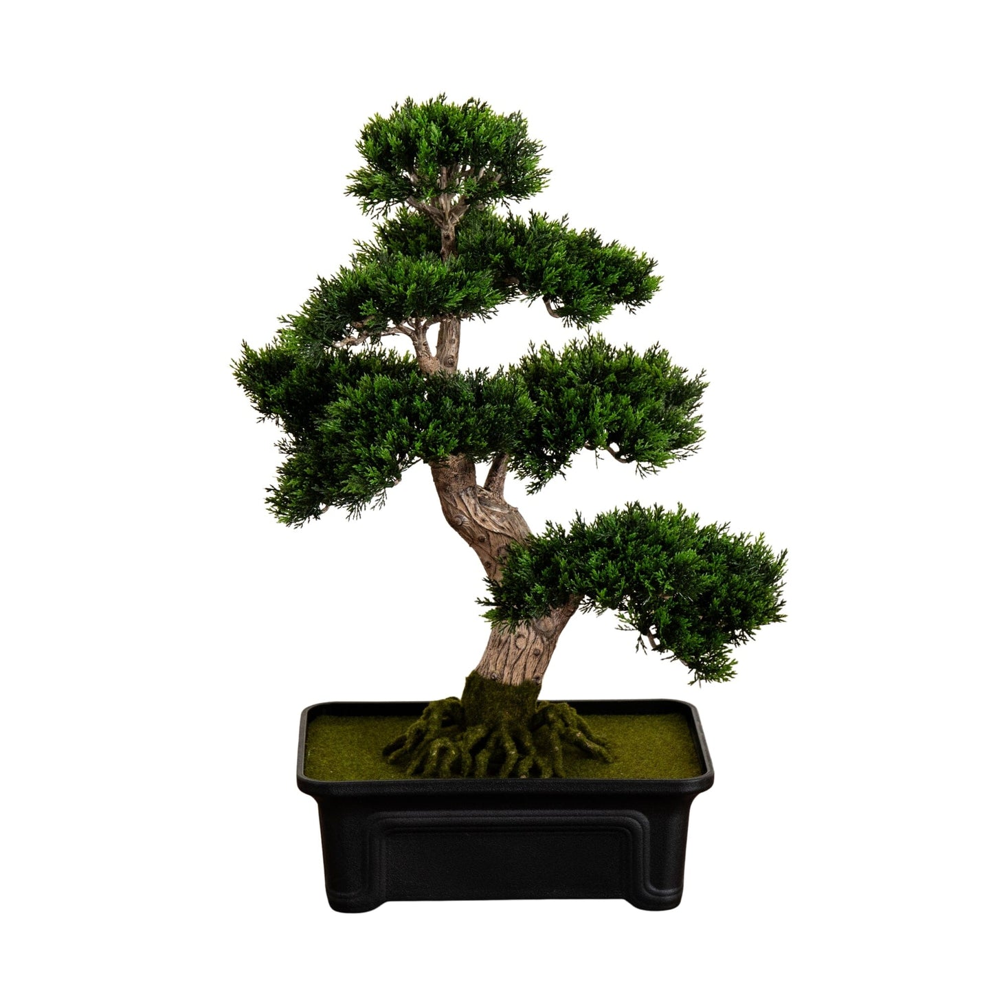 24" Cedar Bonsai Tree