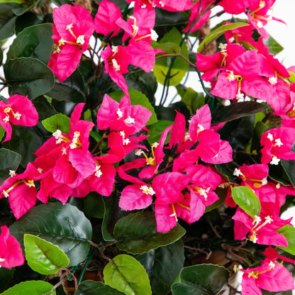 28” Bougainvillea Hanging Basket UV (Indoor/Outdoor)