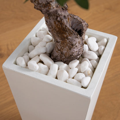 3.5’ Olive Tree in White Tower Planter