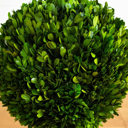 4’ Preserved Boxwood Double Ball Topiary Tree in Planter