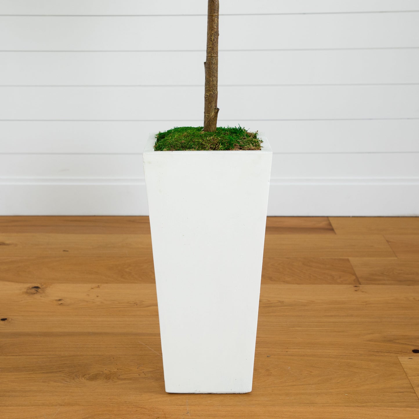 4.5’ Fiddle Leaf Fig Tree in White Planter (Real Touch)