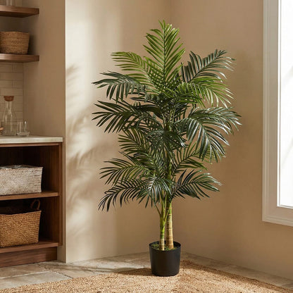 5’ Golden Cane Palm Tree