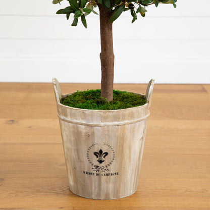 5’ Olive Tree in Farmhouse Planter