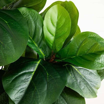 5.5’ Fiddle Leaf Artificial Tree in Black Planter (Real Touch)