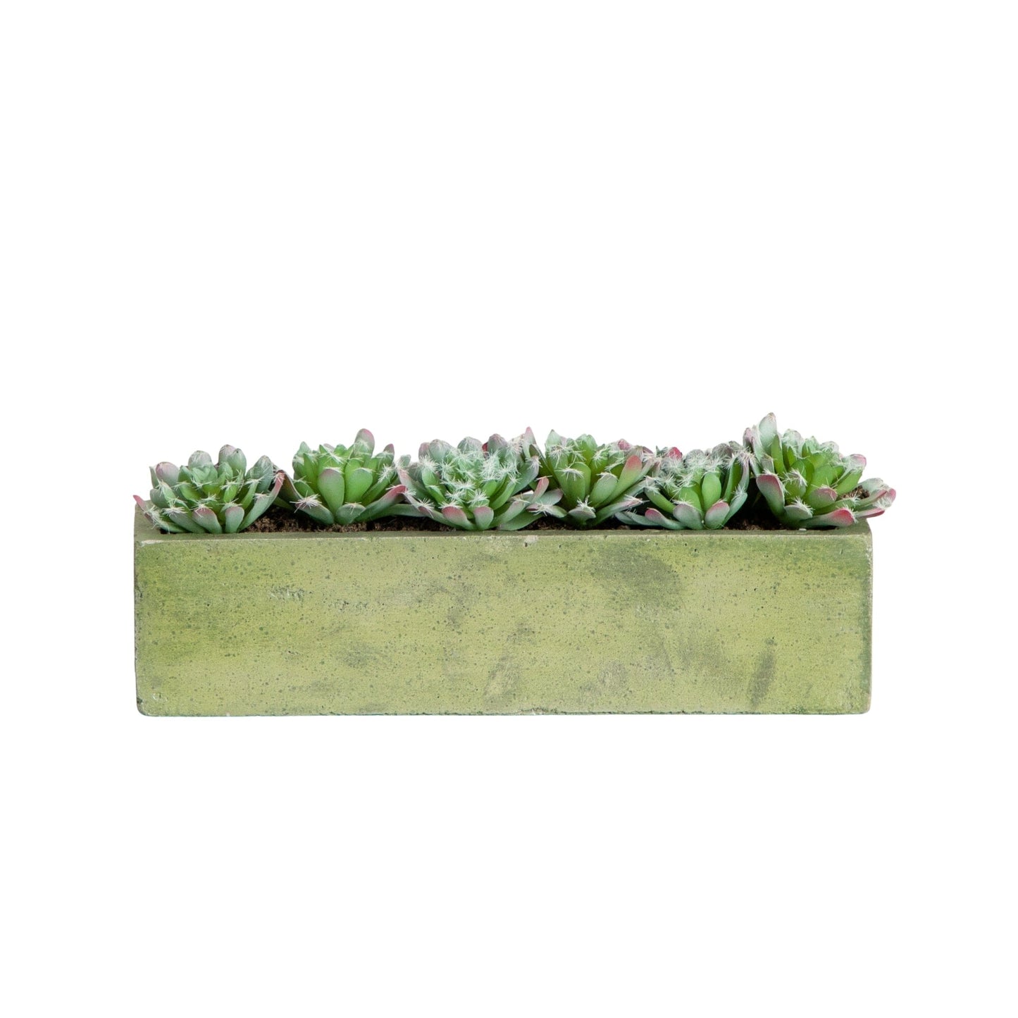 5.5” Succulent Garden with Textured Concrete Planter