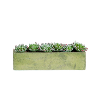 5.5” Succulent Garden with Textured Concrete Planter