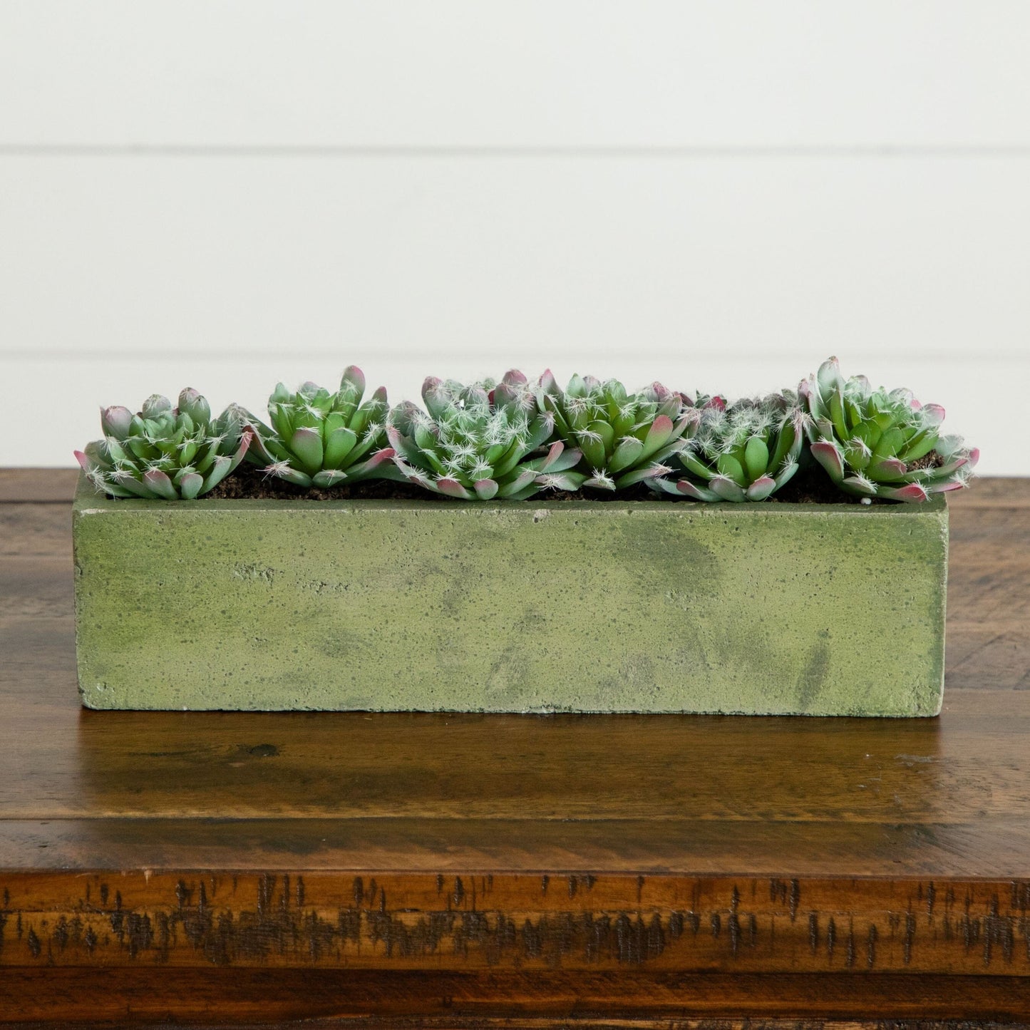 5.5” Succulent Garden with Textured Concrete Planter