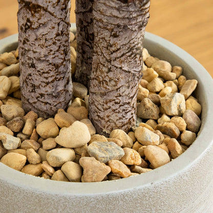 64” Yucca Artificial Tree in Sand Colored Planter