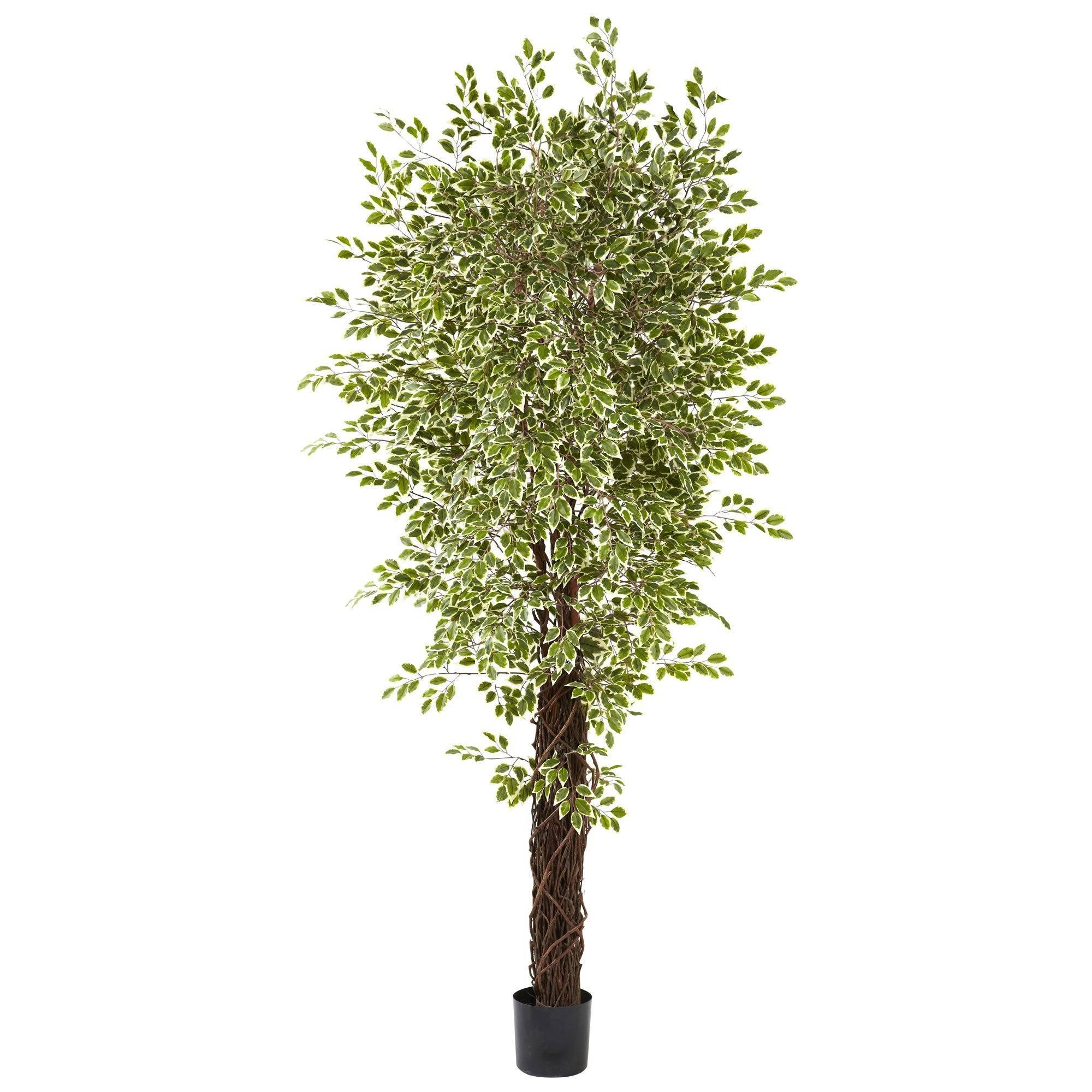 Buy 7.5’ Variegated Mini Ficus Silk Tree Online at Best Price