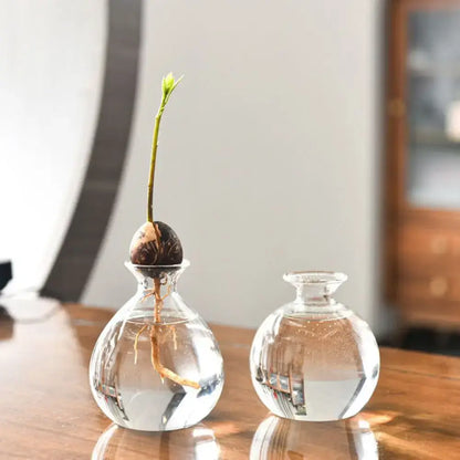 Clear glass avocado seed starter hydroponic vase for kitchen windowsills