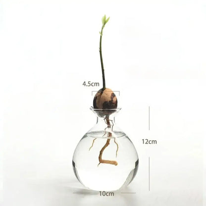 Clear glass avocado seed starter hydroponic vase for kitchen windowsills