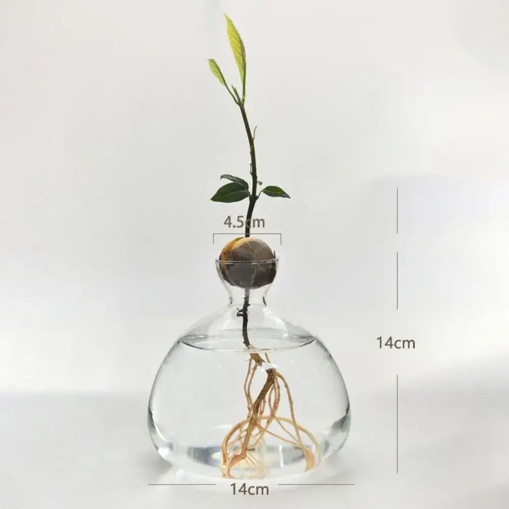 Clear glass avocado seed starter hydroponic vase for kitchen windowsills