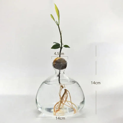 Clear glass avocado seed starter hydroponic vase for kitchen windowsills