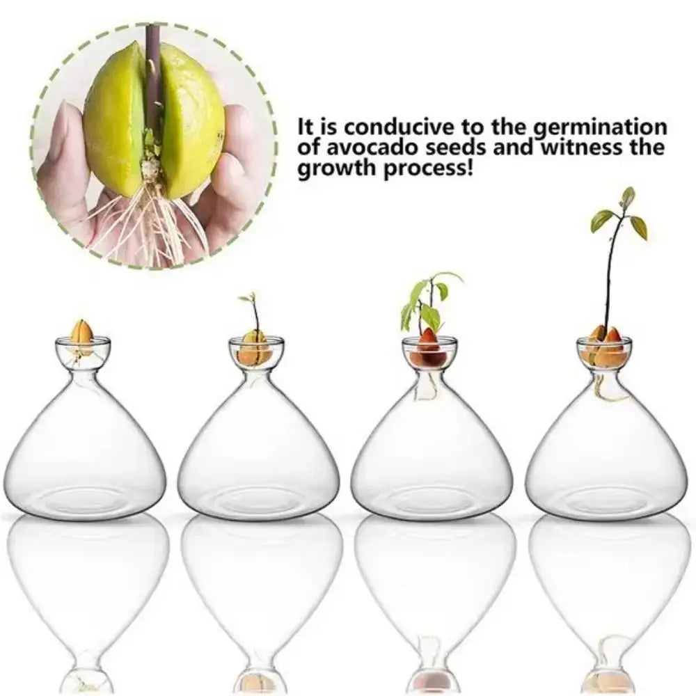 Clear glass avocado seed starter hydroponic vase for kitchen windowsills