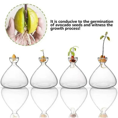 Clear glass avocado seed starter hydroponic vase for kitchen windowsills