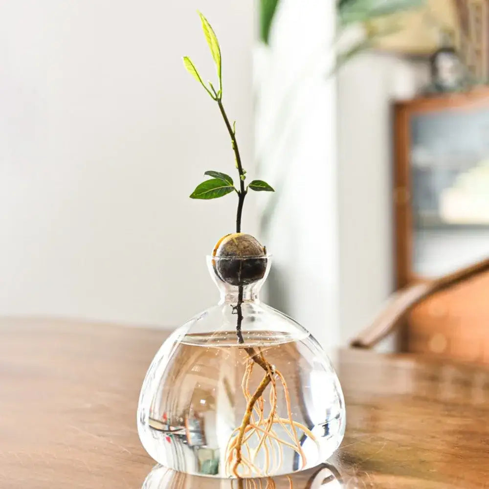 Clear glass avocado seed starter hydroponic vase for kitchen windowsills
