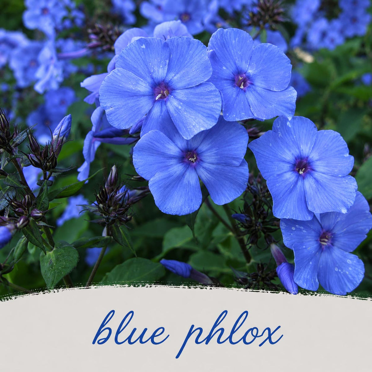 Hummingbird Garden Live Plant Landscape Kit | Prairie Legacy Inc.