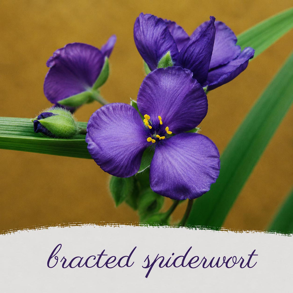 Hummingbird Garden Live Plant Landscape Kit | Prairie Legacy Inc.