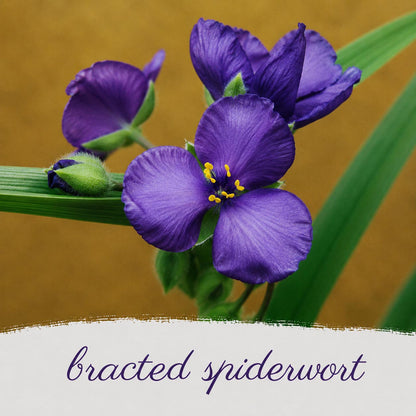 Hummingbird Garden Live Plant Landscape Kit | Prairie Legacy Inc.