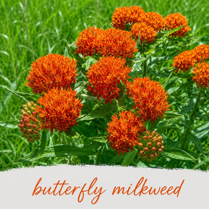Pollinator Wildflower XL Bundle | Tall & Short Mini Mixes & Pollinator Prize | Prairie Legacy Inc.
