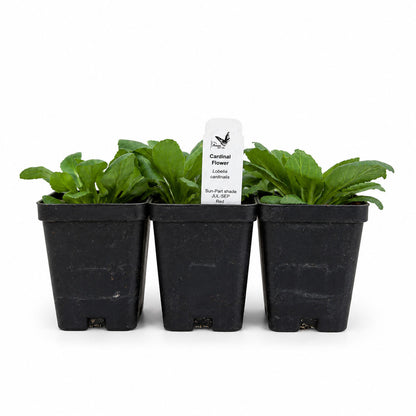 Hummingbird Garden Live Plant Landscape Kit | Prairie Legacy Inc.