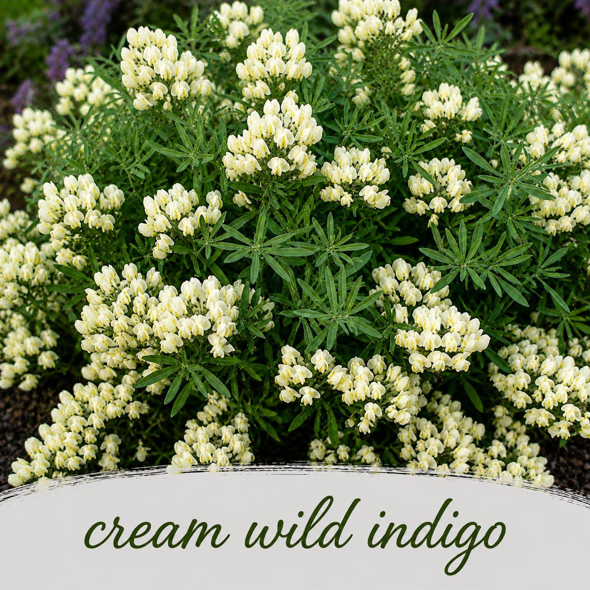 Mini Native Short Deer & Rabbit Resistent Seed Mix | Prairie Legacy Inc.
