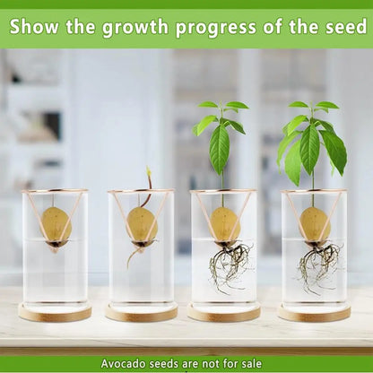 DecorBites™ 3-Piece Clear Glass Hydroponic Avocado Planting Set