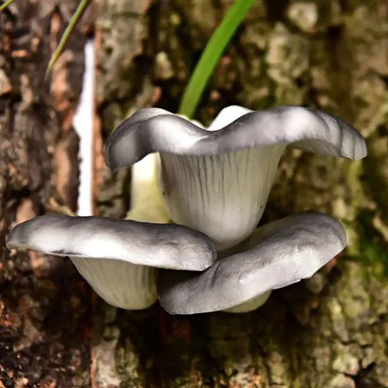Realistic fan shaped pale artificial mushroom fungus garden tree decor