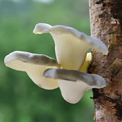 Realistic fan shaped pale artificial mushroom fungus garden tree decor