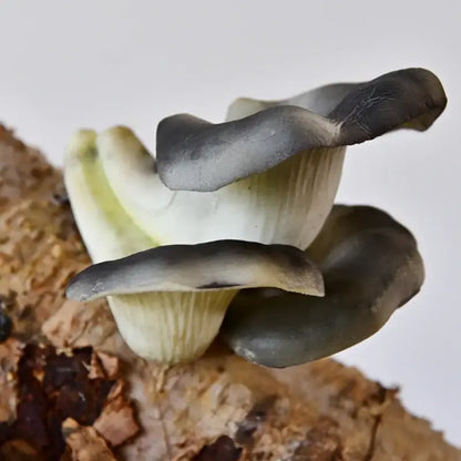 Realistic fan shaped pale artificial mushroom fungus garden tree decor