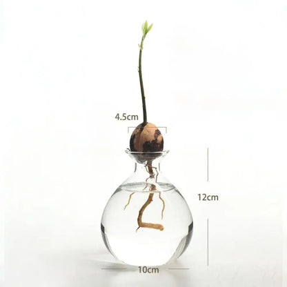 DecorBites™ Avocado Seed Starter Hydroponic Vase