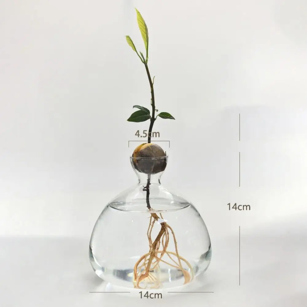 DecorBites™ Avocado Seed Starter Hydroponic Vase