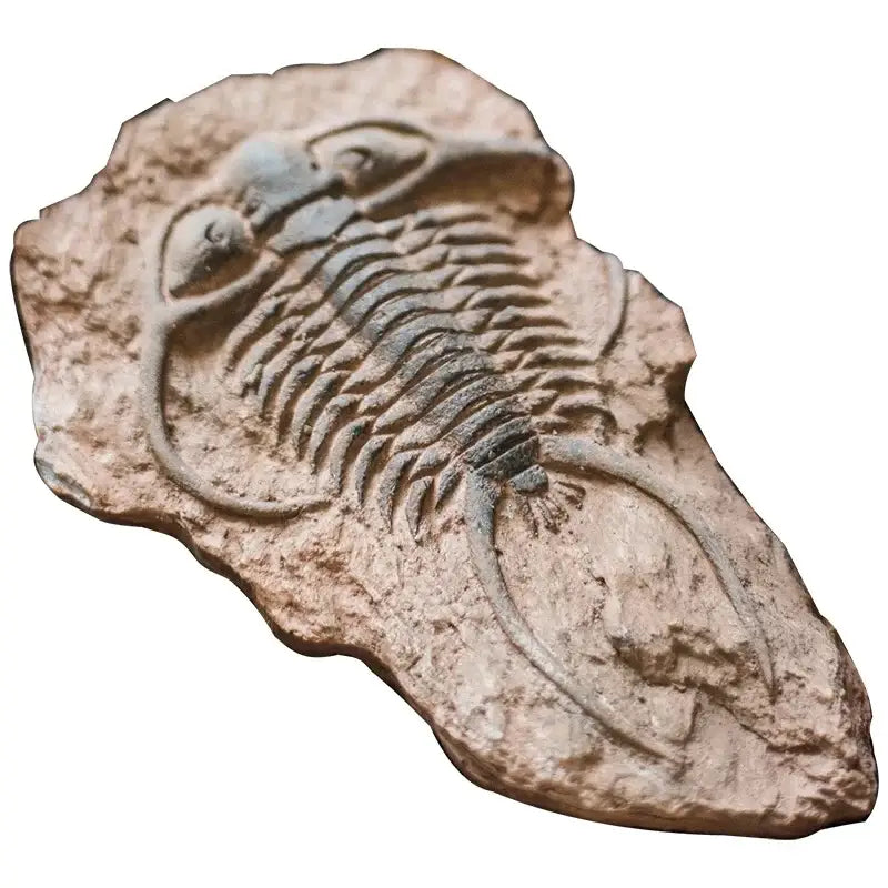 fossil series art refrigerator stickers kitchen decor
