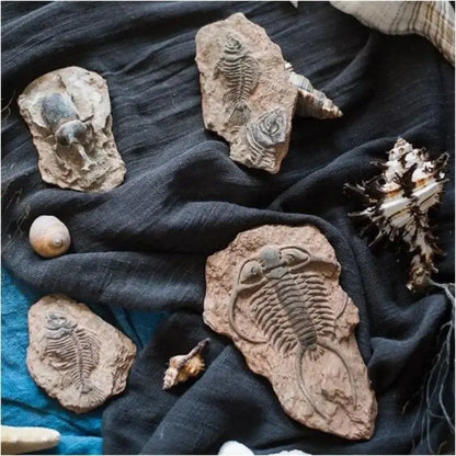 fossil series art refrigerator stickers kitchen decor