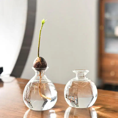 Clear glass avocado seed starter vase kitchen root grower