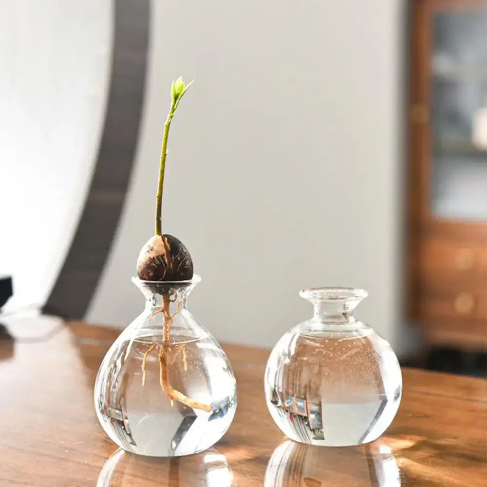 Clear glass avocado seed starter vase kitchen root grower