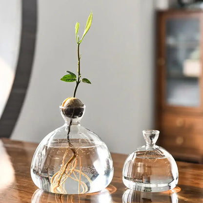 Clear glass avocado seed starter vase kitchen root grower