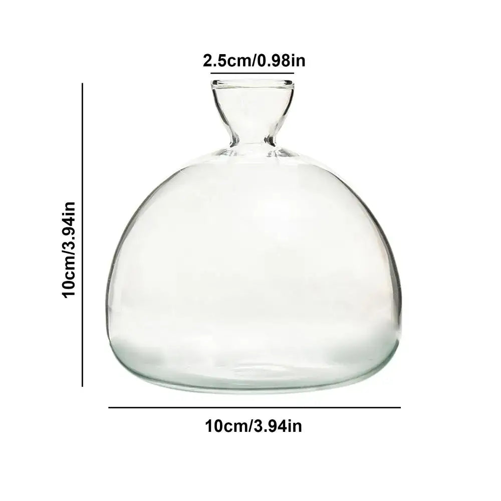 Clear glass avocado seed starter vase kitchen root grower