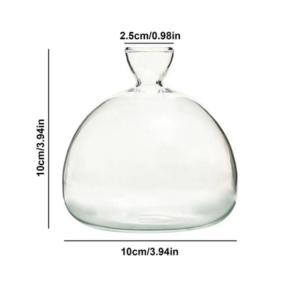 Clear glass avocado seed starter vase kitchen root grower
