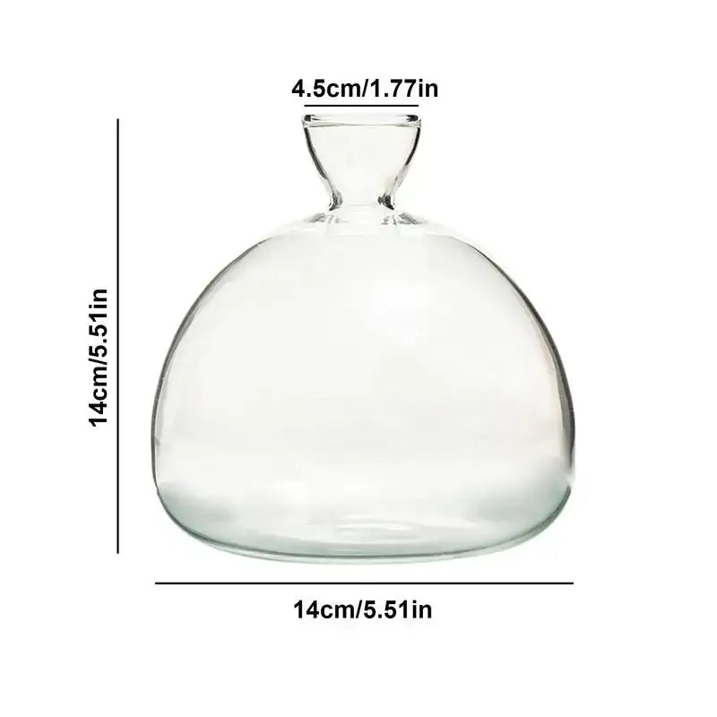Clear glass avocado seed starter vase kitchen root grower