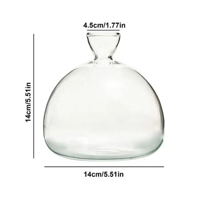 Clear glass avocado seed starter vase kitchen root grower