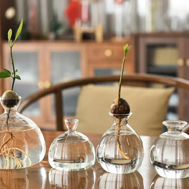 Clear glass avocado seed starter vase kitchen root grower