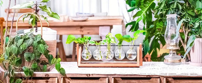 Triangular wood and glass planter propagation station for living room