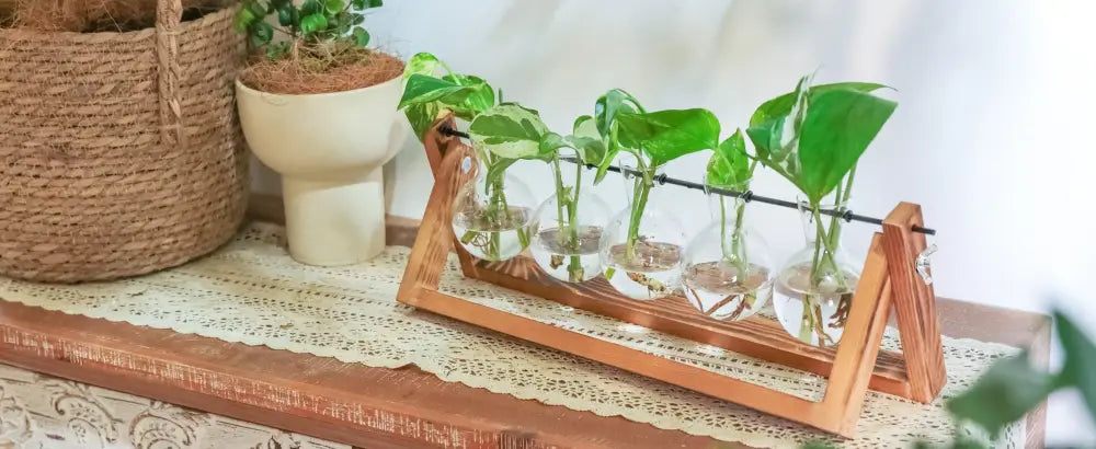 Triangular wood and glass planter propagation station for living room