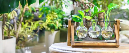 Triangular wood and glass planter propagation station for living room
