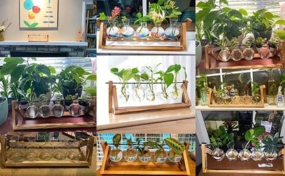 Triangular wood and glass planter propagation station for living room